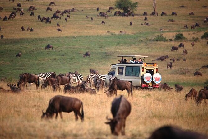 3 Days Masai Mara Group Budget safari in 4x4 Jeep Daily Tour - Practical advice for getting more from the Mara
