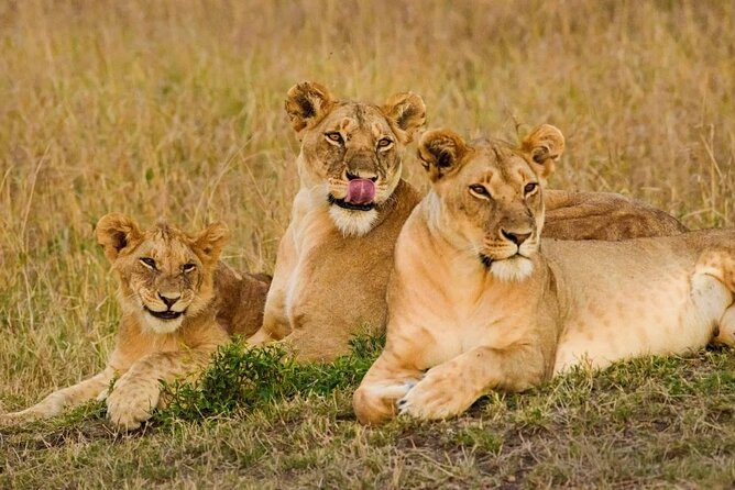 3 Days Masai Mara Group Joining Safari - Key things to know before booking