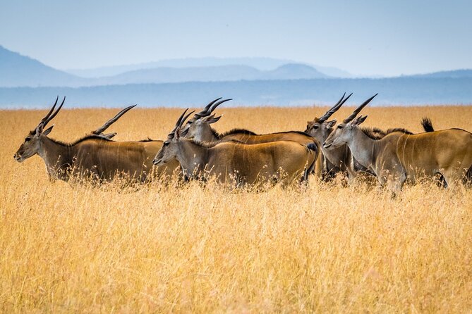 3 Days Masai Mara Group Joining Safari - Food, access, and practical arrangements