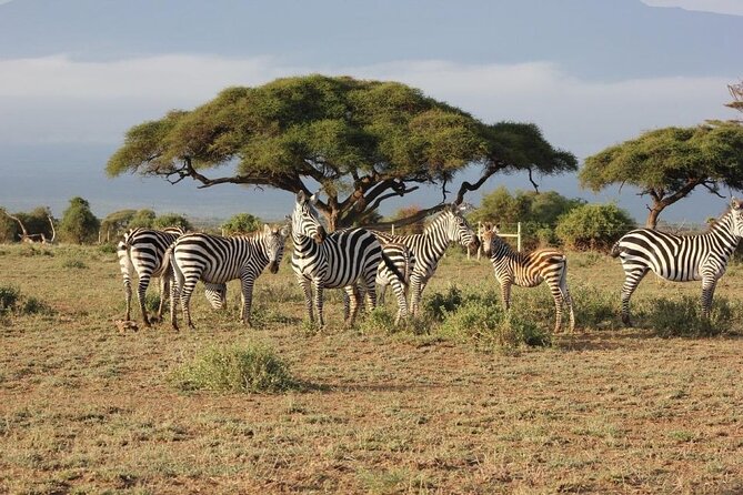 3 Days Masai Mara Group Joining Safari - Day two, the main wildlife day