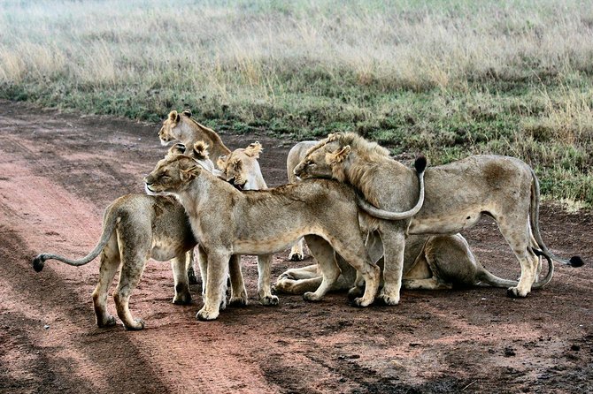 3 Days Masai Mara Joining Tour - Day 3: A final game drive and return to Nairobi