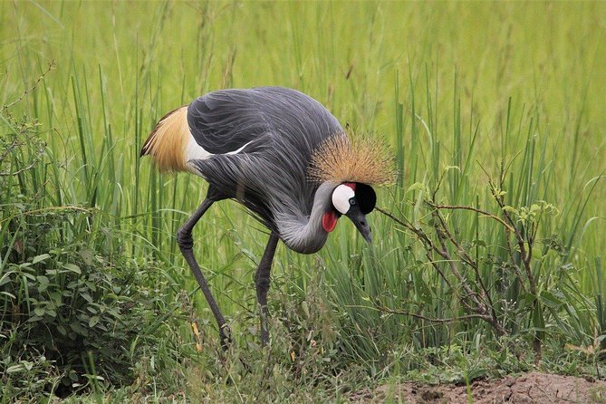 3 Days Masai Mara Joining Tour - Food, accommodation, and the human side