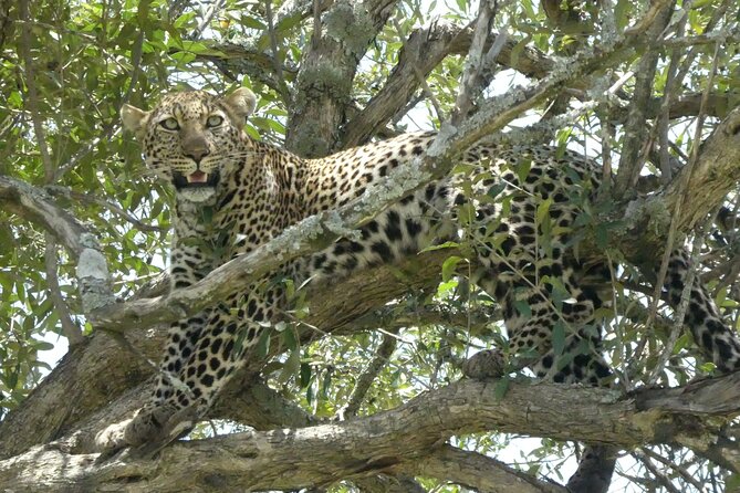3 Days Masai Mara Luxury Safari - From Nairobi to the Great Rift Valley Viewpoint