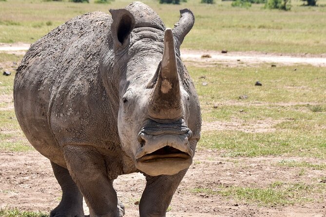 3 Days Masai Mara Luxury Safari - A Full Day Among the Mara Animals