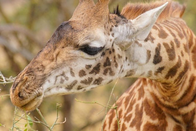 3 Days Masai Mara National Reserve Safari - Day 2: A full day of wildlife and the Mara River