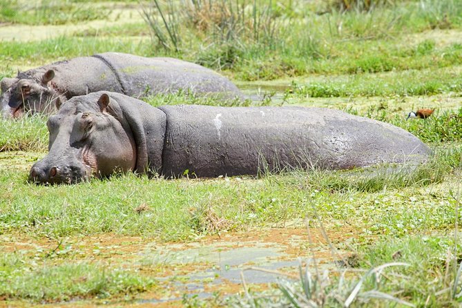 3 Days Masai Mara National Reserve Safari - What the private format changes
