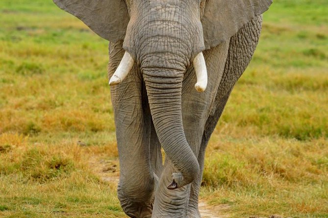 3 Days Masai Mara National Reserve Safari - Who should book this safari?