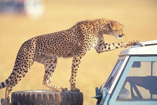 3 Days Masai Mara National Reserve Safari - Day 1: Nairobi to the Mara and your first afternoon drive
