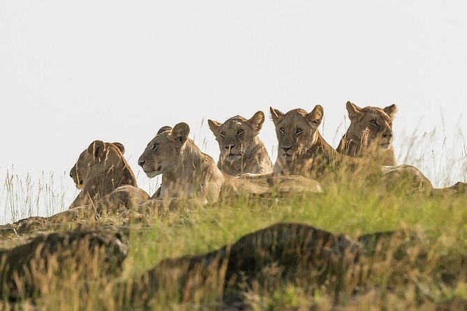 3 days Masai Mara on Private 4x4 Land Cruiser - What the Masai Mara Gives You on Day 1