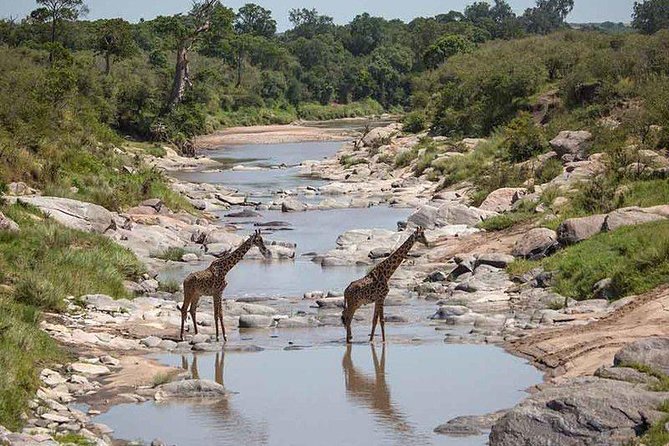 3 Days Masai Mara Private Safari at Sopa Lodge from Nairobi - Arrival at Masai Mara and the first evening drive