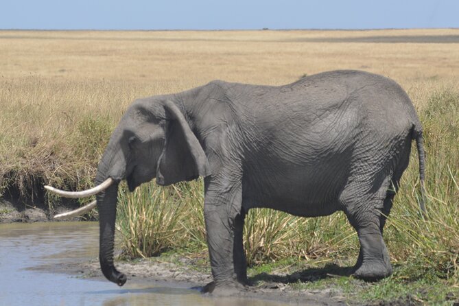 3-Days Masai Mara Rhythms Safari - Key points to know before booking