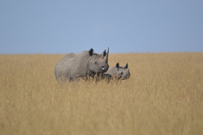 3-Days Masai Mara Rhythms Safari - The final morning drive back to Nairobi