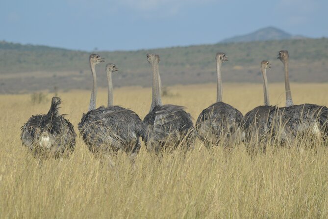 3-Days Masai Mara Rhythms Safari - What the $1,400 price really covers