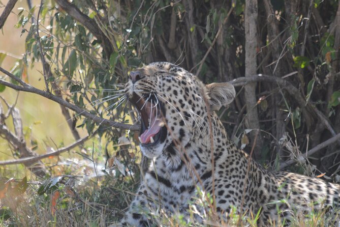 3-Days Masai Mara Rhythms Safari - Practical details that affect your decision