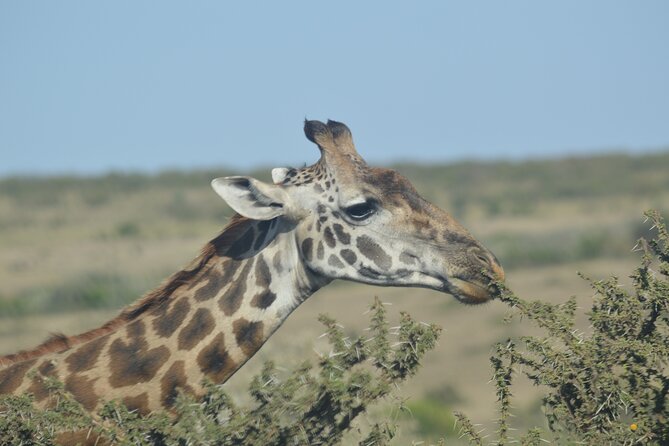 3-Days Masai Mara Rhythms Safari - Your first evening among Maasai Mara wildlife