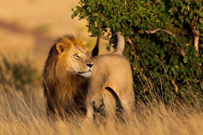 3 Days Masai Mara Safari - Key points to know before booking