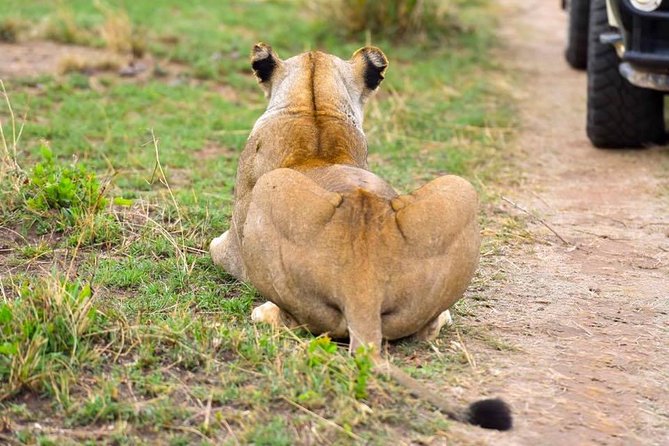 3 Days Masai Mara Safari - Day three: the best time for active wildlife