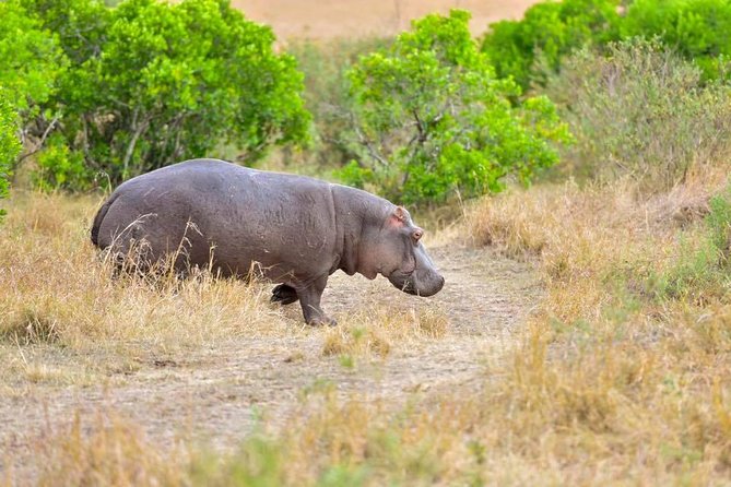 3 Days Masai Mara Safari - What the $400 price really covers