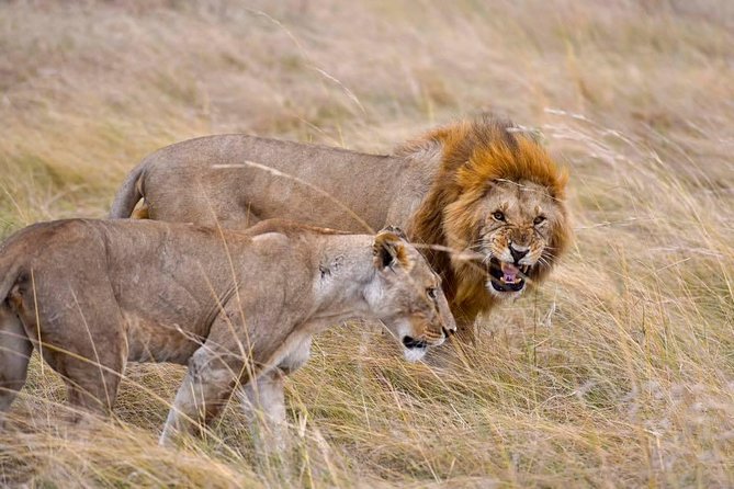 3 Days Masai Mara Safari - Meals, comfort, and the practical side