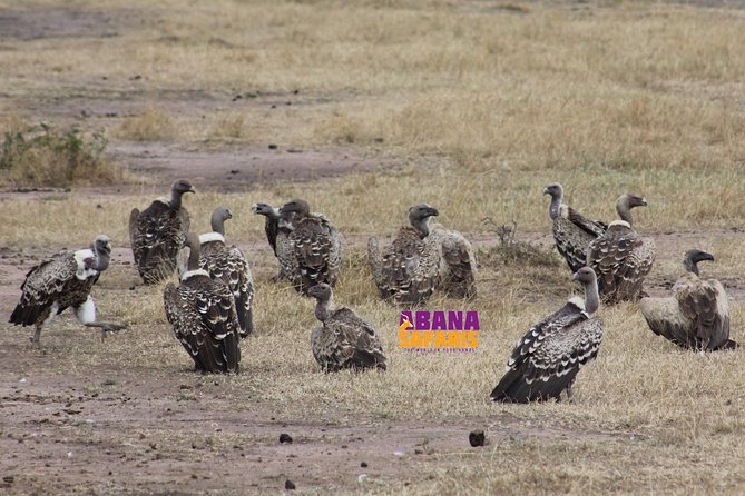 3 Days Masai Mara Safari - The personal touch from Abana Safaris