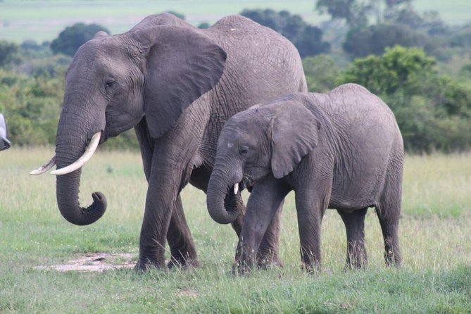3 days masai mara safari from Nairobi - What $600 covers on this three-day safari