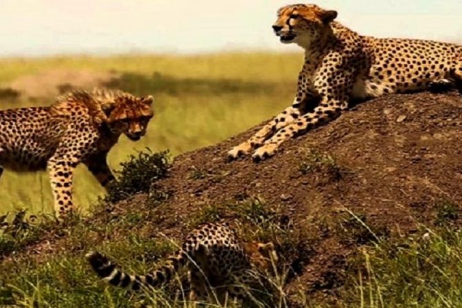 3 days masai mara safari from Nairobi - A full day in Maasai Mara