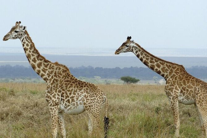 3 days masai mara safari from Nairobi - Adding a Maasai village visit