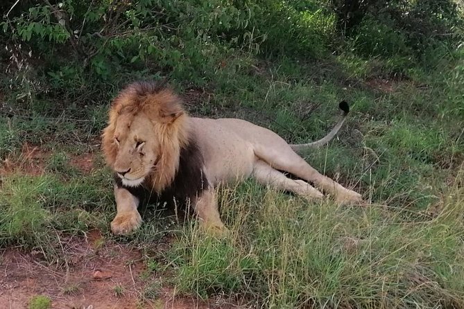 3 Days Masai Mara Safari Group Joining (Daily Departures) - Day two, the main wildlife day