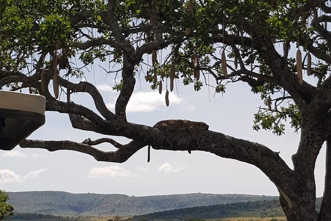 3 Days Masai Mara Safari Group Joining (Daily Departures) - The final morning and road back to Nairobi
