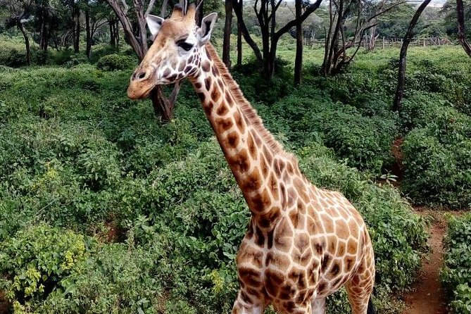 3 Days Masai Mara Safari Group Joining (Daily Departures) - What the $642.86 price really covers