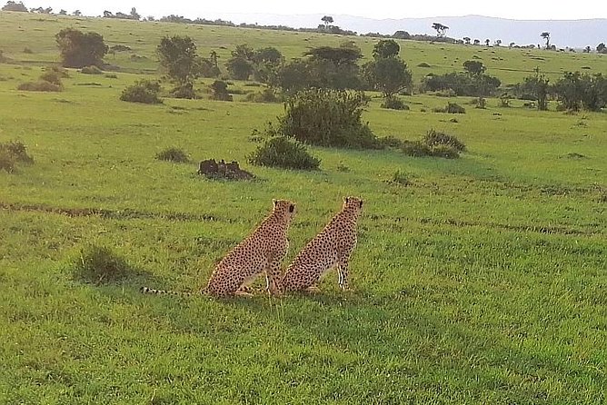 3 Days Masai Mara Safari Group Joining (Daily Departures) - How the small group changes the experience
