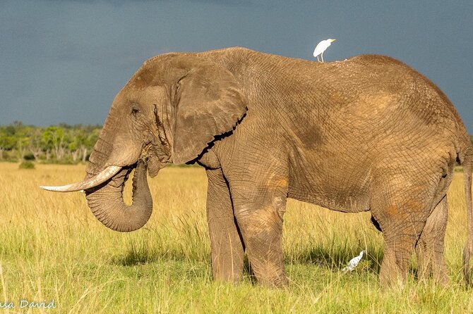 3 Days Masai Mara Tented Camp & Transport 4 x 4 Jeep - The safari at a glance