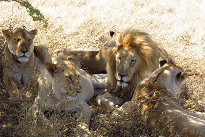 3 Days Masai Mara Tented Camp & Transport 4 x 4 Jeep - Day 3: Optional activities and the road back
