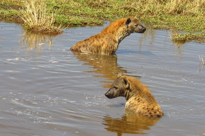 3 Days Masai Mara Tented Camp & Transport 4 x 4 Jeep - Is $955.89 good value?