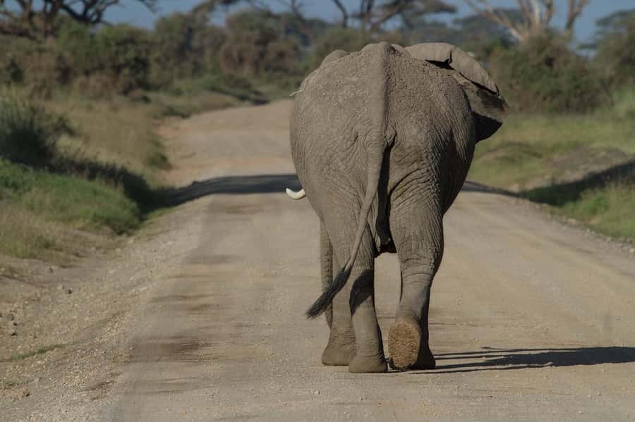 3 Days Nairobi to Amboseli to Tsavo East to Mombasa Safari - Day 2: Amboseli to Tsavo East