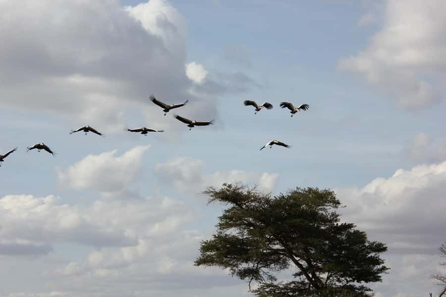 3 Days Nairobi to Amboseli to Tsavo East to Mombasa Safari - Day 3: A final Tsavo East drive, then Mombasa