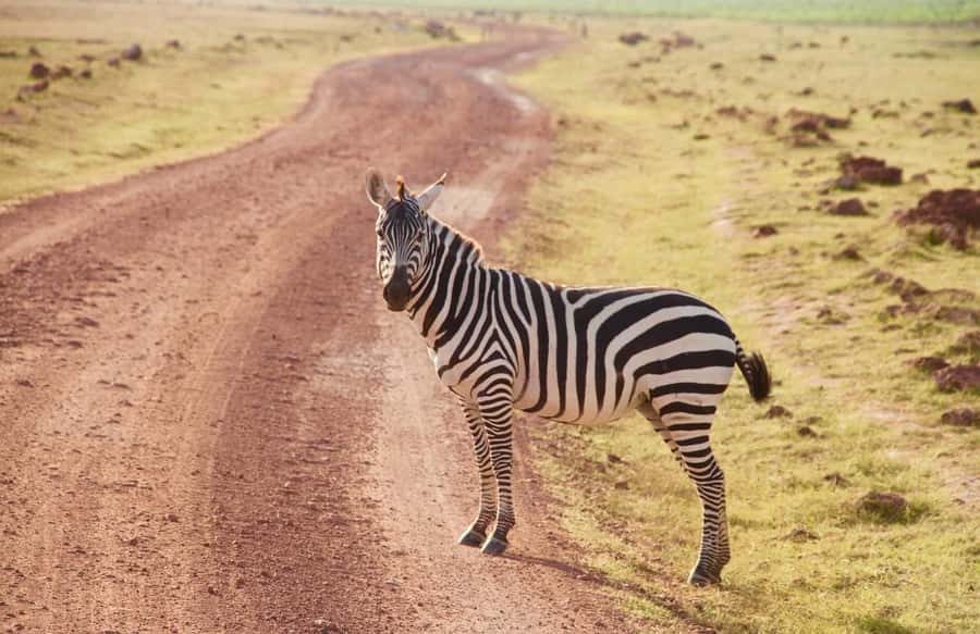 3 Days Nairobi to Amboseli to Tsavo East to Mombasa Safari - Accommodation and meals along the way