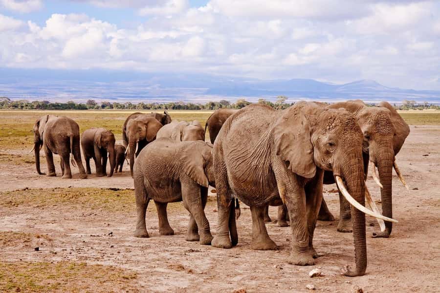 3 Days Nairobi to Amboseli to Tsavo East to Mombasa Safari - Who should book this safari
