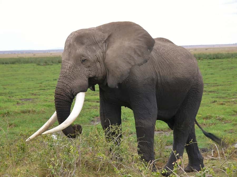 3 Days Nairobi to Amboseli to Tsavo East to Mombasa Safari - Day 1: Nairobi to Amboseli and the first elephant drive