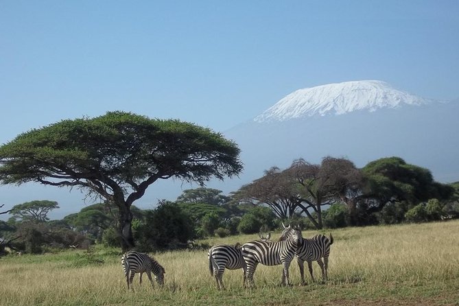 3 days Red elephant safari - Why the red elephants of Tsavo East matter