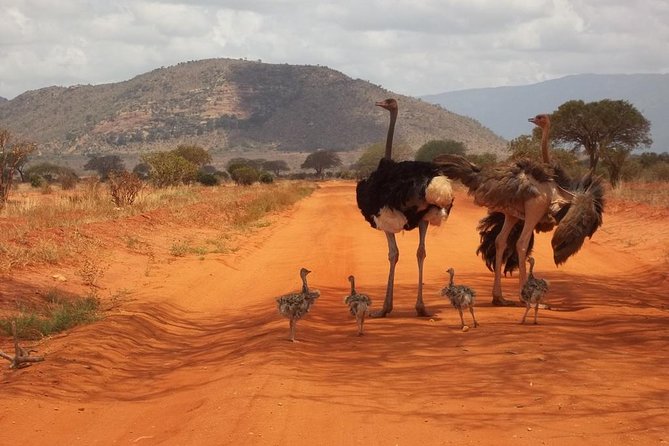 3 days Red elephant safari - Day two: Taita Hills Wildlife Sanctuary