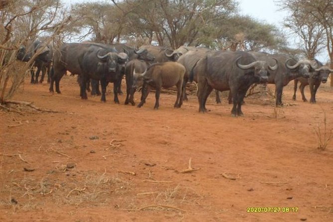 3 days Red elephant safari - Day three: the final game drive and return to Diani