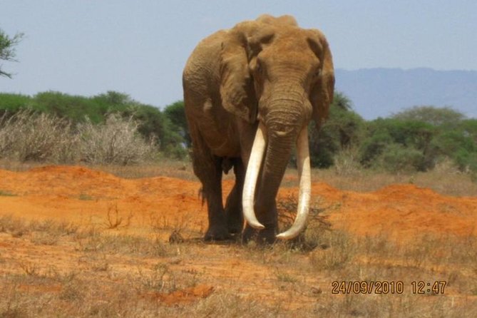 3 days Red elephant safari - The guide can shape the whole experience