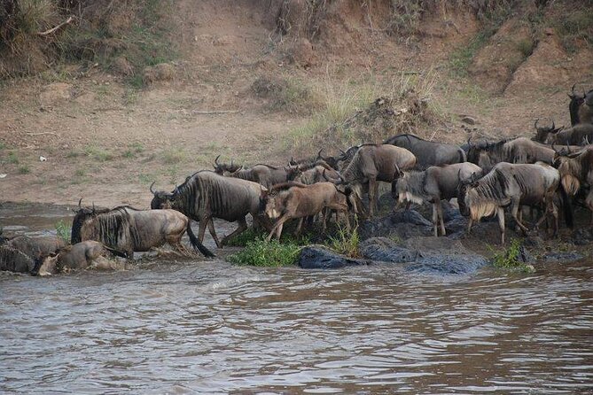 3 Days Safari Tour in Maasai Mara - Key points to know before booking