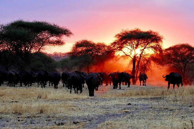 3 Days Safari Tour in Maasai Mara - Why day two carries the safari
