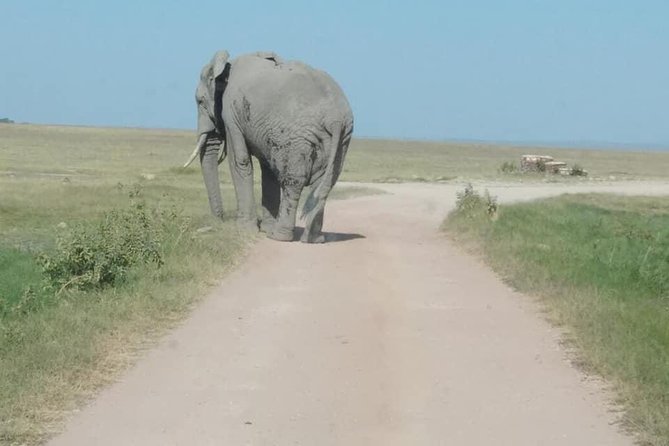 3 Days safari Tsavo East and Amboseli national park. - Why this three-day safari works from Mombasa