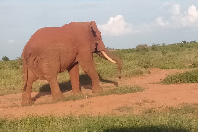 3 Days safari Tsavo East and Amboseli national park. - Day three: the final Amboseli drive and return coast