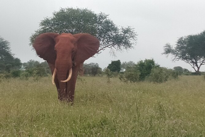 3 Days safari Tsavo East and Amboseli national park. - The guides can make or break the experience