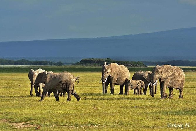 3 Days safari Tsavo East and Amboseli national park. - Private transport and the pace of the road