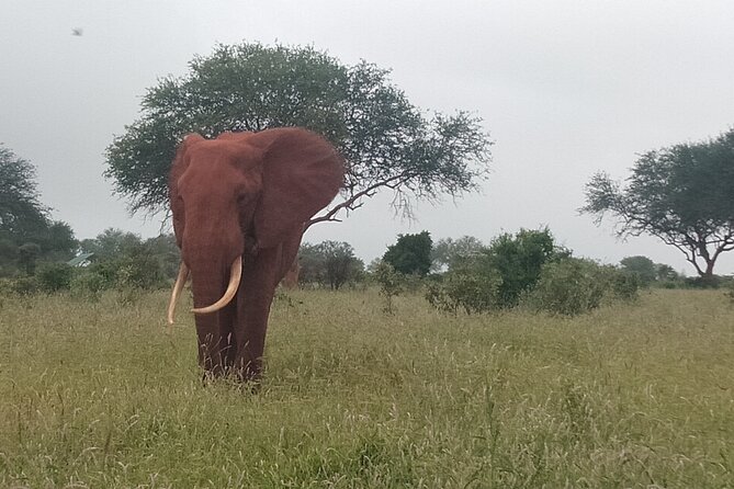 3 Days safari Tsavo East and Amboseli national park. - Meals, lodges, and what the price covers